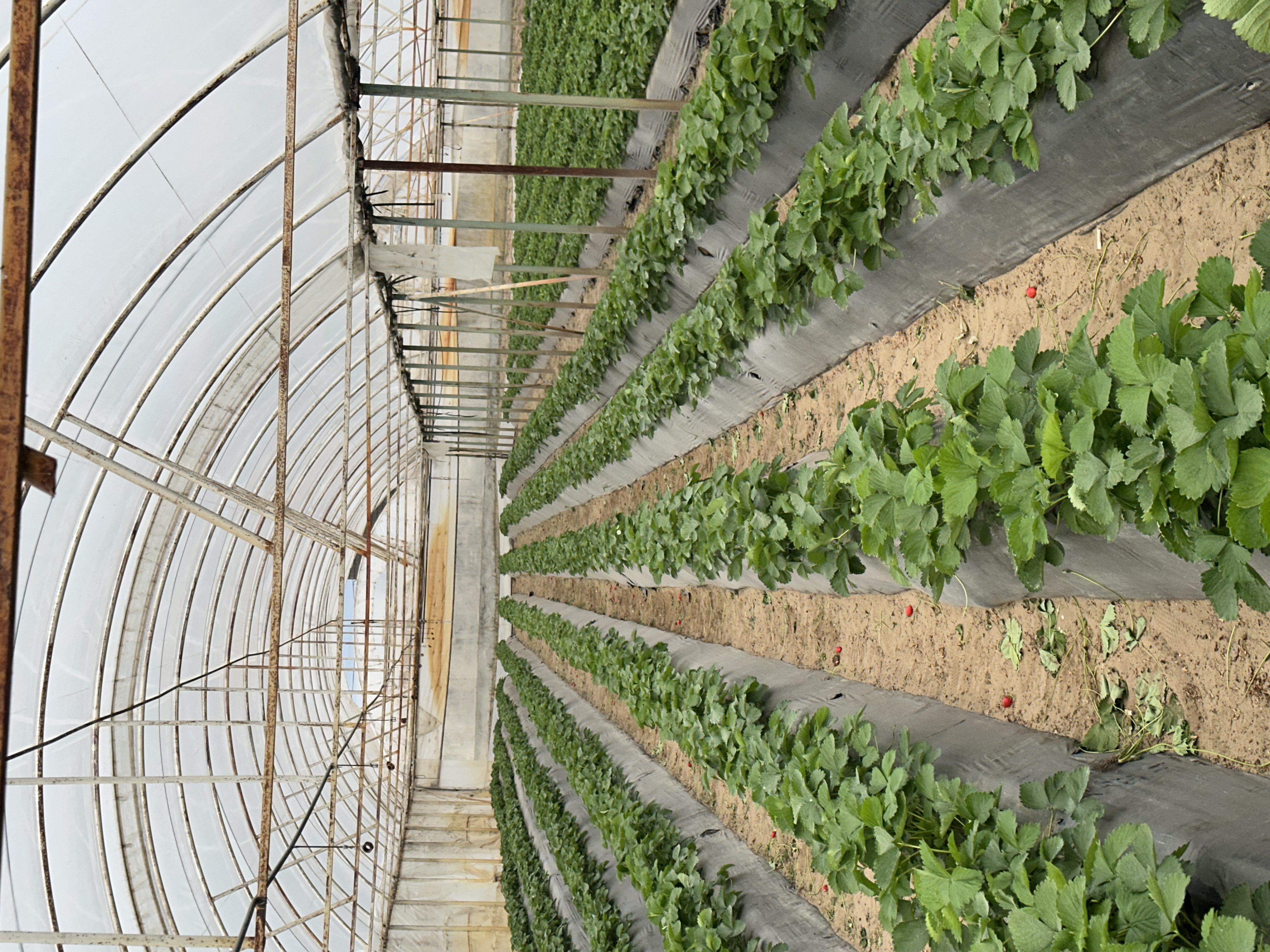 Szamóca termesztés Lida technológiával