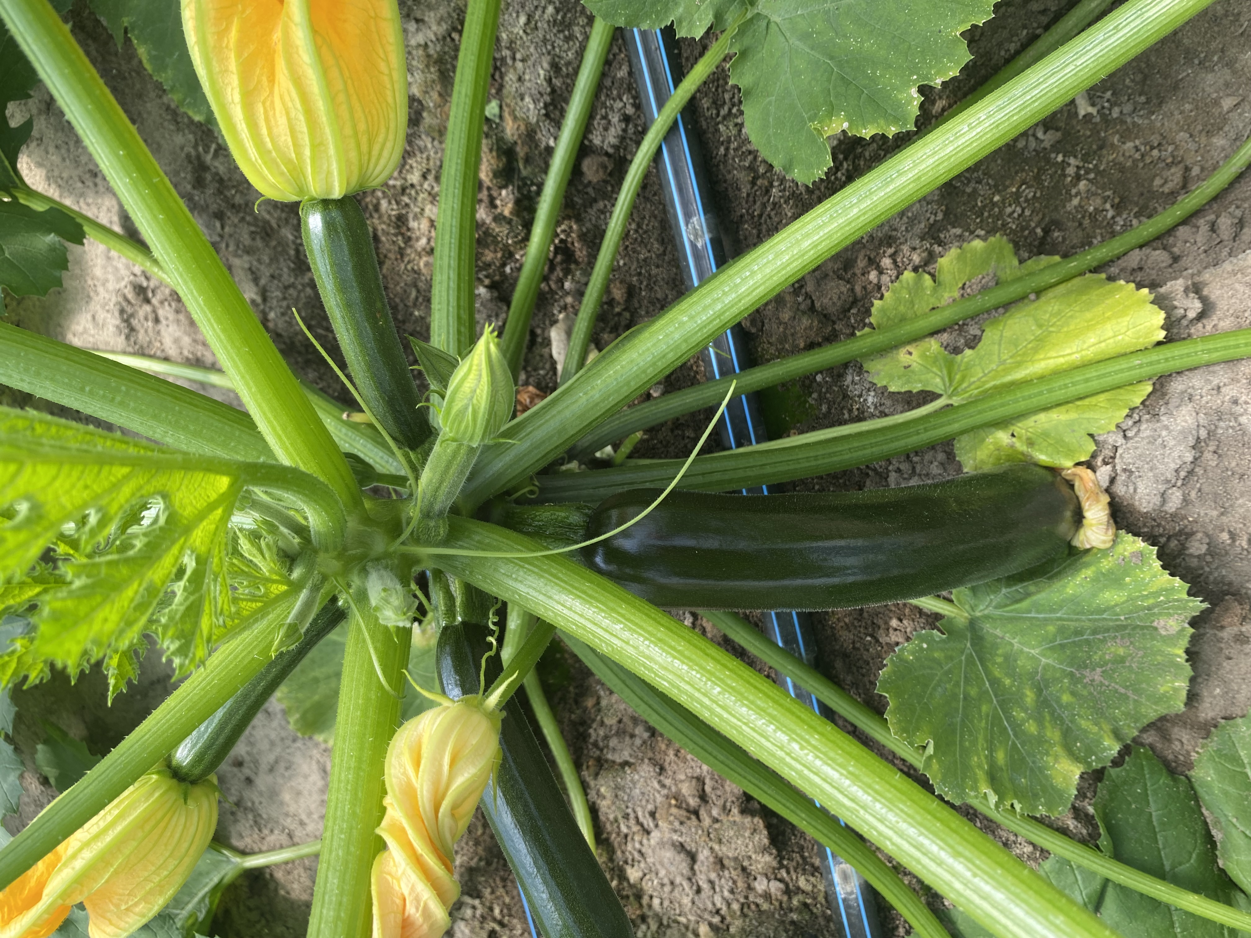 Kora tavaszi cukkini hajtatás