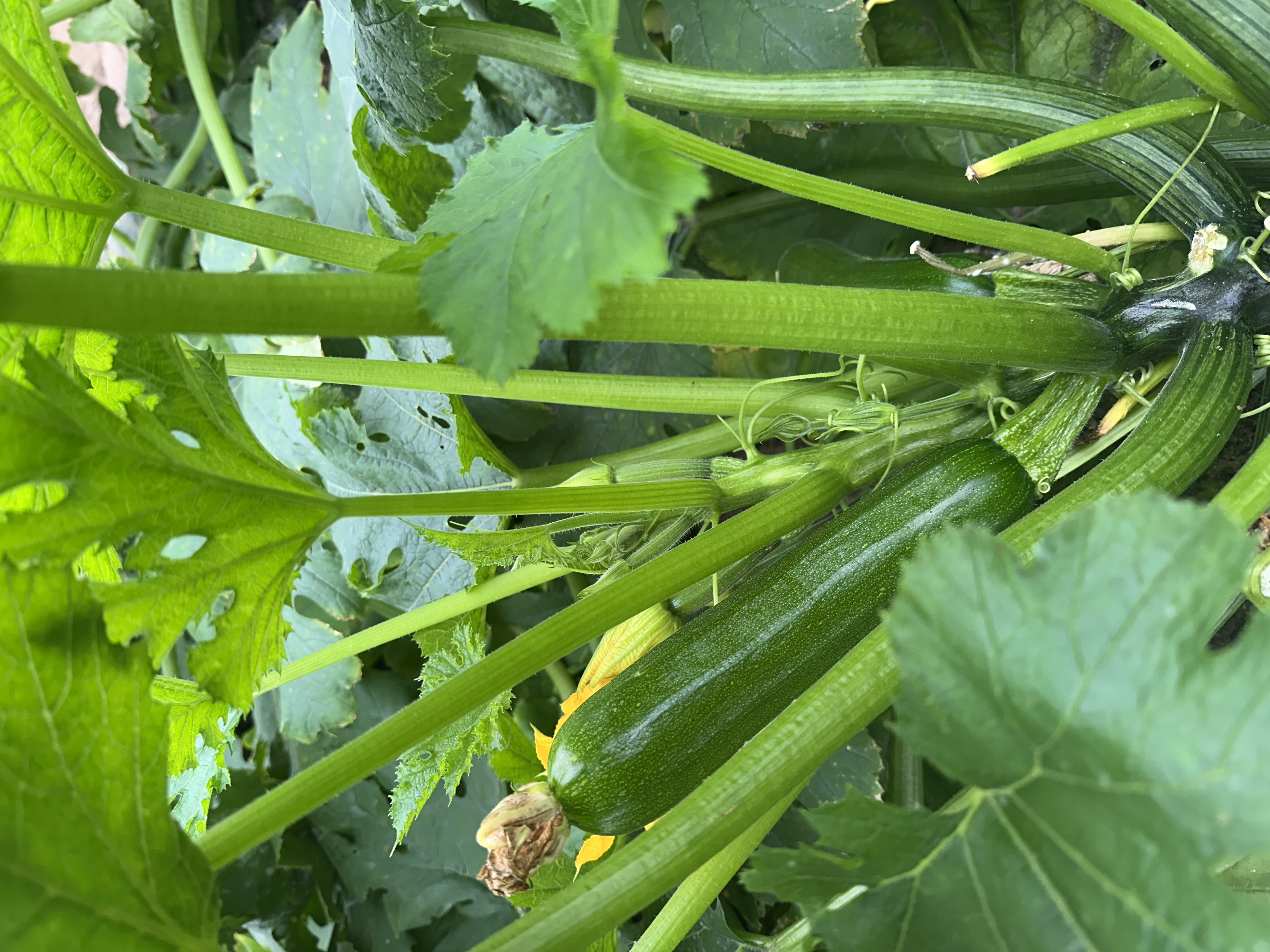 Hajtatott cukkini technológia 